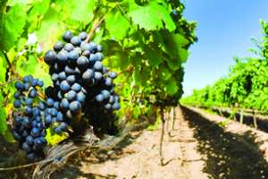 Pulsair wine